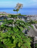 Aralia cordata. Плодоносящее растение. Курильские о-ва, о-в Итуруп, долина р. Водопадная, устье реки, окраина каменистого пляжа. 16.08.2023.