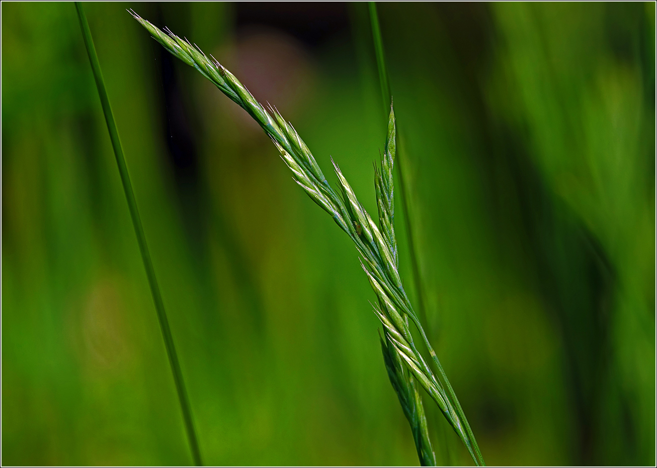 Image of genus Festuca specimen.