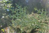 Colletia paradoxa. Ветвь. Абхазия, г. Сухум, ботанический сад, в культуре. 7 марта 2016 г.