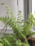 Athyrium filix-femina