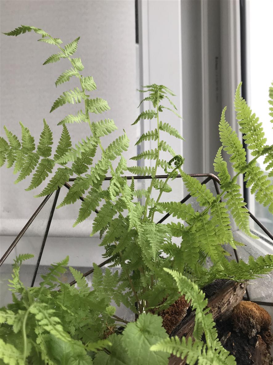 Изображение особи Athyrium filix-femina.
