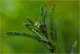 Achillea millefolium