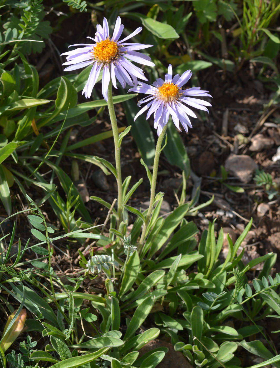 Image of Aster vvedenskyi specimen.