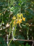 Hippocrepis emeroides