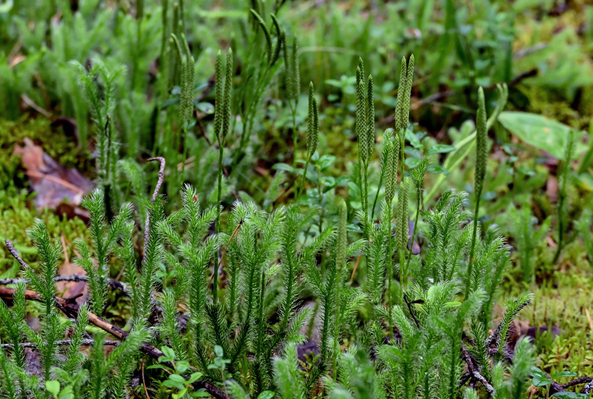 Image of Lycopodium clavatum specimen.