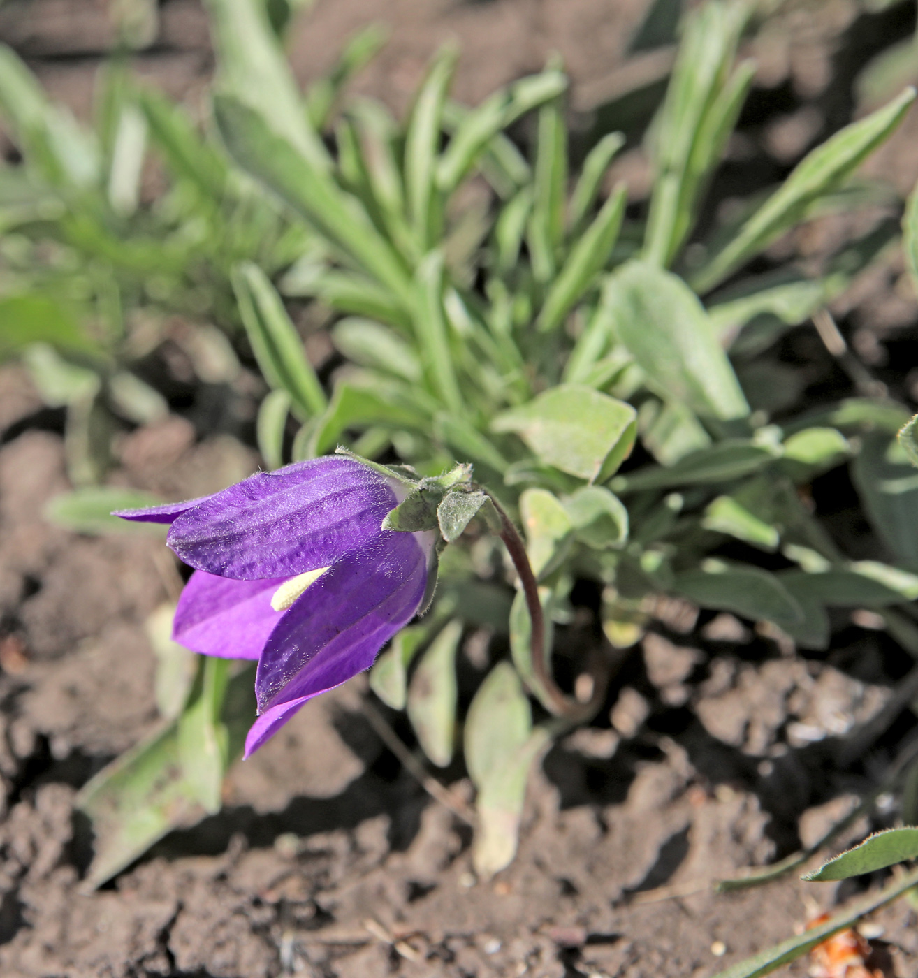 Image of Campanula saxifraga specimen.