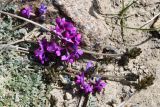 род Oxytropis. Верхушки побегов с цветущими и бутонизирующими соцветиями. Таджикистан, Горно-Бадахшанская автономная обл., Аличурский р-н, Южно-Аличурский хр., пер. Кой-Тезек, выс. ≈ 4271 м н.у.м., высокогорная каменистая пустыня. 4 июля 2024 г.