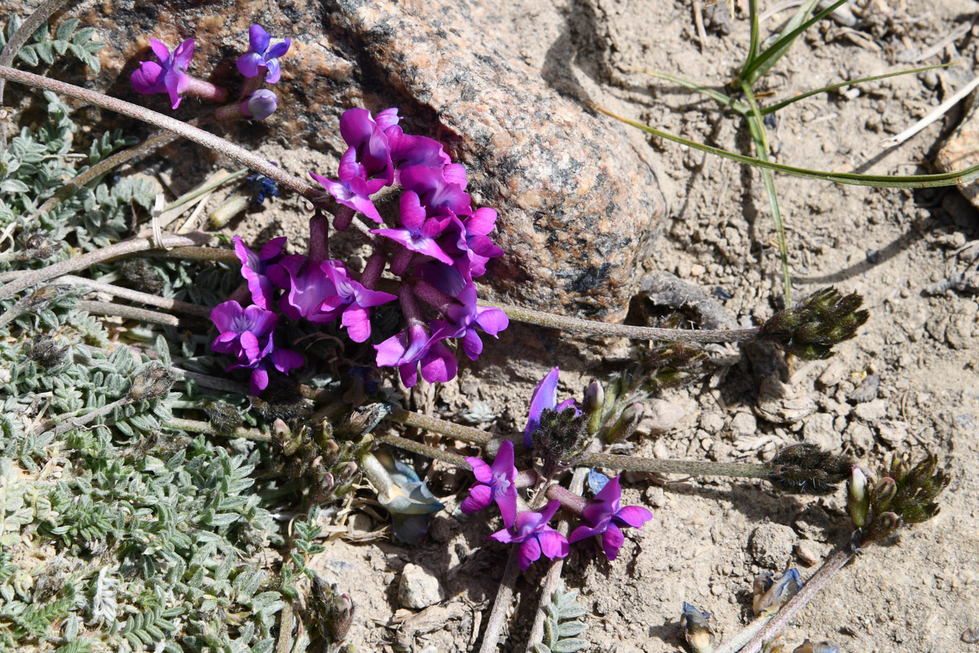 Image of genus Oxytropis specimen.