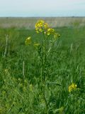 Sisymbrium loeselii. Верхушка цветущего растения. Ростовская обл., Азовский р-н, окр. с. Кугей, граница подножия склона и засолённого луга. 17.05.2020.