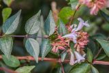Abelia × grandiflora. Верхушка побега с соцветием. Краснодарский край, г. Сочи, м-р Лазаревское, парковое озеленение. 03.11.2024.