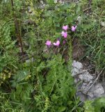Linum hypericifolium
