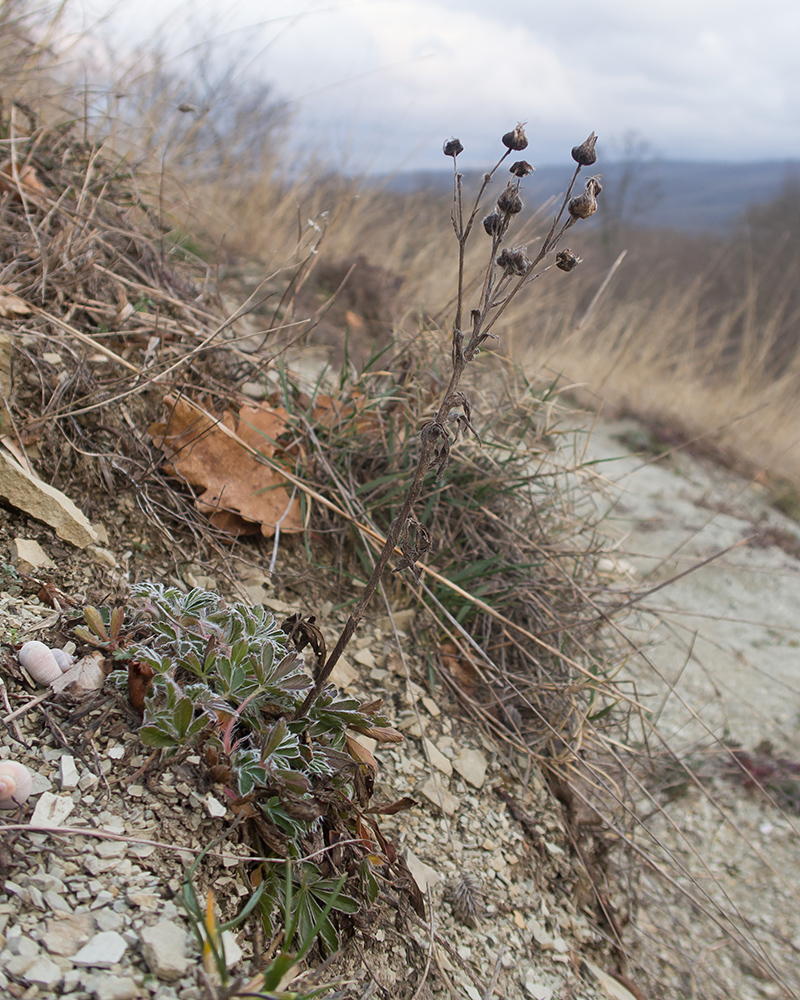 Image of genus Potentilla specimen.