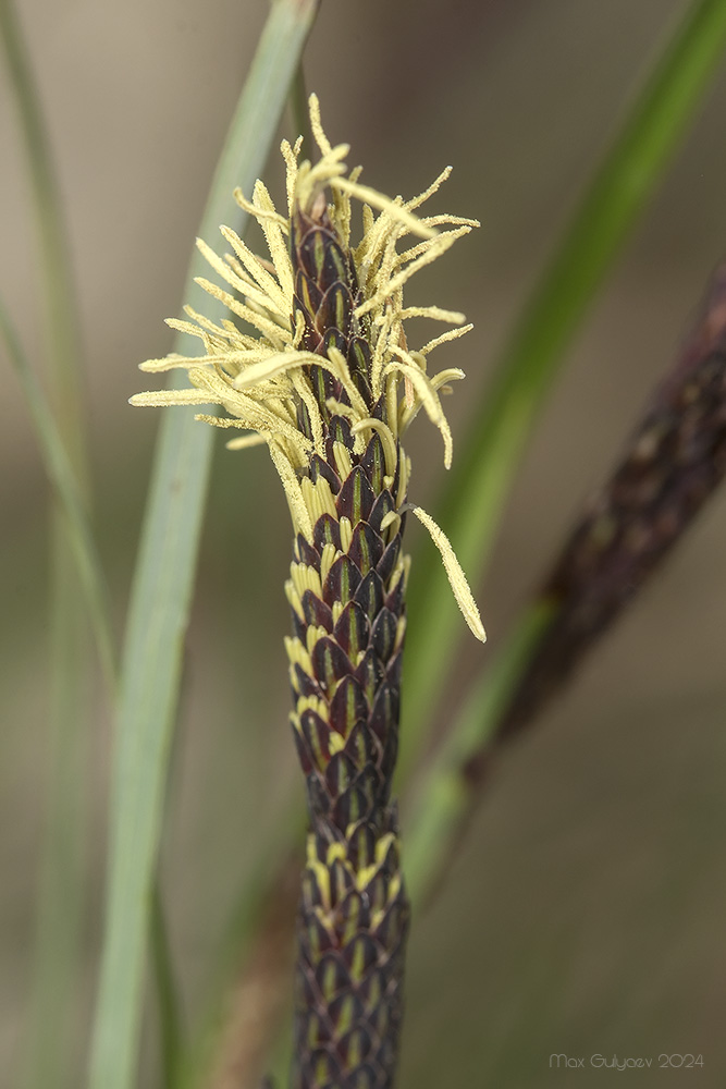 Изображение особи Carex cuspidata.