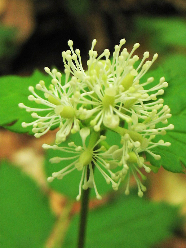 Image of Actaea spicata specimen.