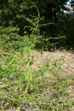 Atriplex calotheca. Плодоносящее растение. Ленинградская обл., Кингисеппский р-н, окр. дер. Выбье; берег Финского залива, песчаный пляж за рощицей Pinus sylvestris, зона заплеска. 04.08.2024.