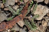 Astragalus sinaicus. Цветущее растение (на переднем плане осколок времён ВОВ). Крым, окр. Балаклавы, можжевеловое редколесье. 13.04.2025.