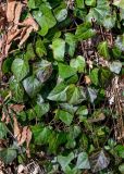 Hedera colchica. Листья. Краснодарский край, Сочи, Адлерский р-н, горнолыжный курорт \"Роза Хутор\", широколиственный лес, под деревьями. 12.03.2025.