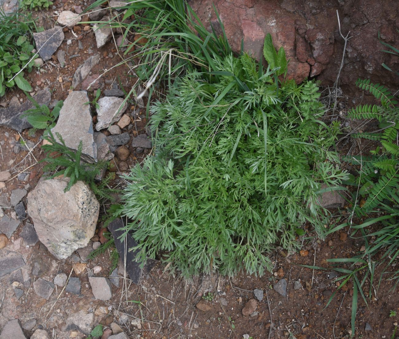 Изображение особи род Artemisia.