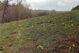 Adonis vernalis. Цветущие растения на пастбище. Республика Татарстан, Бавлинский р-н, окр. г. Бавлы. 06.05.1995.