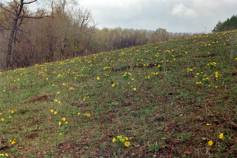 Изображение особи Adonis vernalis.