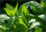 Nicotiana tabacum