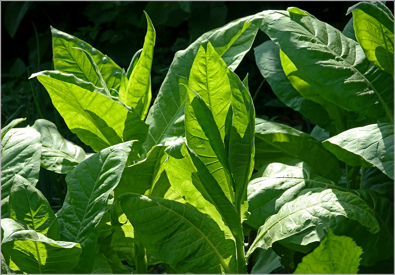 Изображение особи Nicotiana tabacum.
