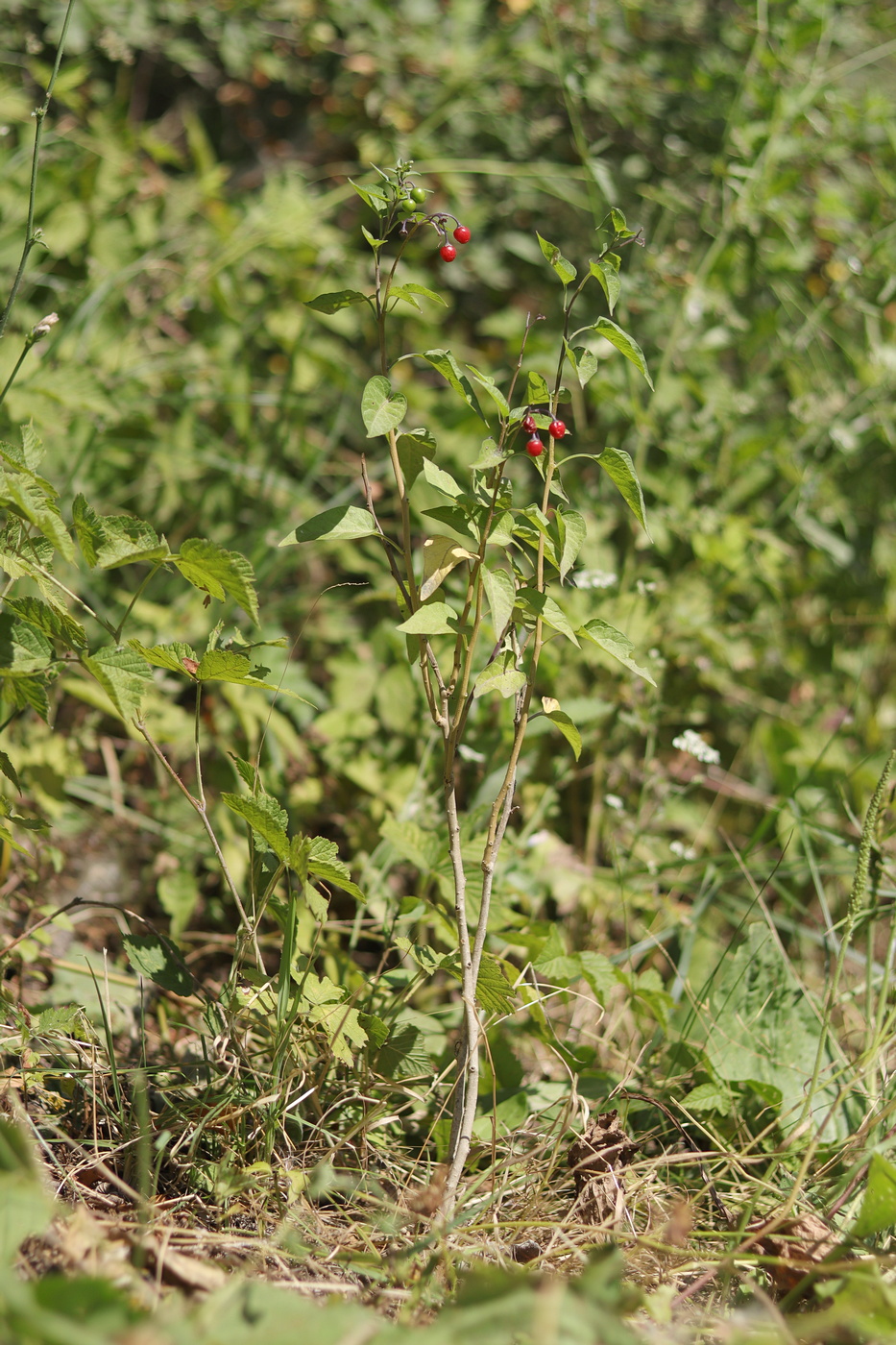 Image of Solanum kitagawae specimen.