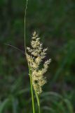 род Calamagrostis. Соцветие и лист. Ярославская обл., Мышкинский р-н, окр. дер. Борок, сосновый лес. 13 июля 2025 г.