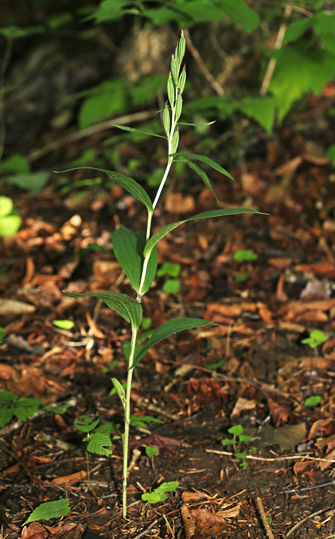 Image of Cephalanthera longibracteata specimen.