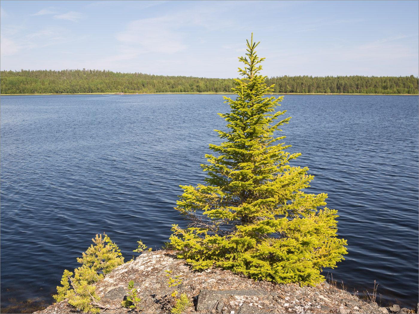 Изображение особи Picea obovata.
