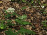 Saussurea odontolepis