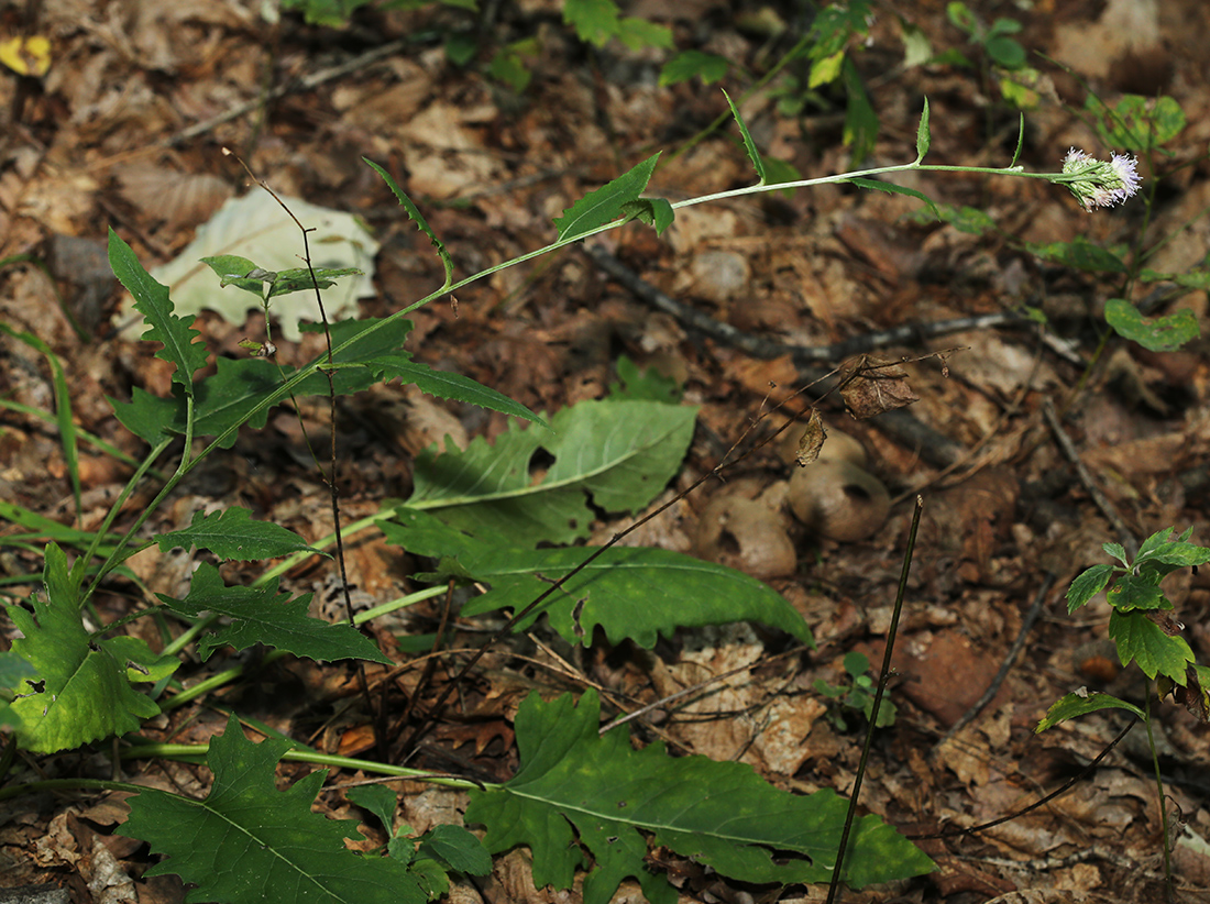 Изображение особи Saussurea odontolepis.