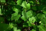 род Ribes
