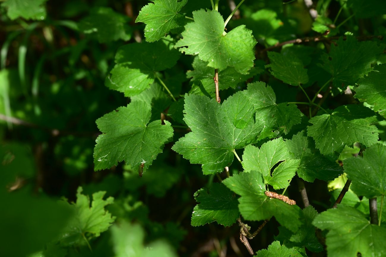 Изображение особи род Ribes.