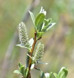 род Salix