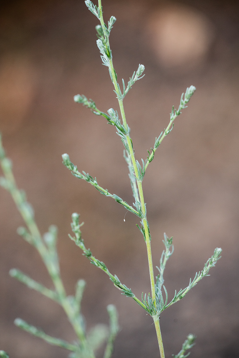 Image of genus Artemisia specimen.