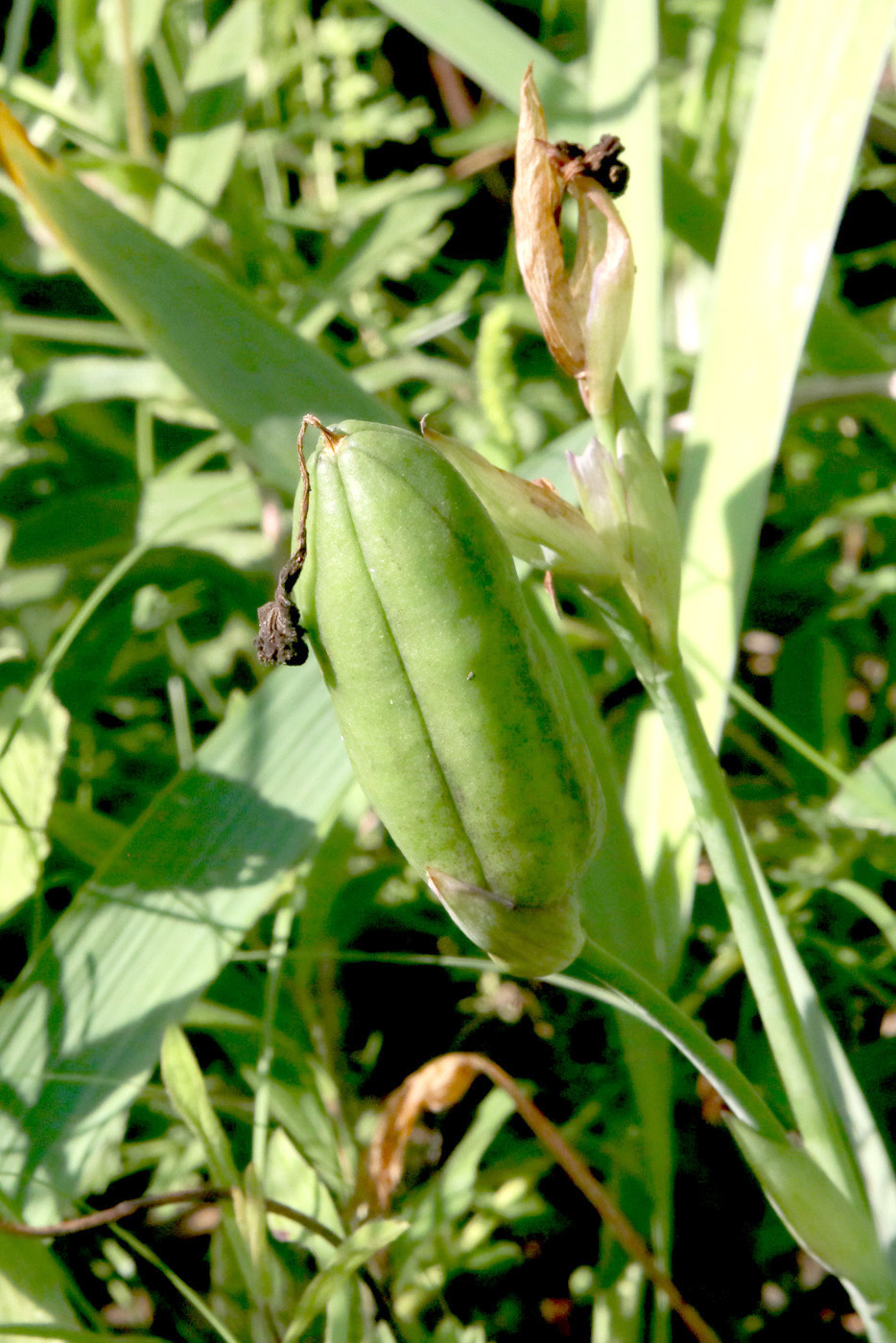 Изображение особи Iris aphylla.