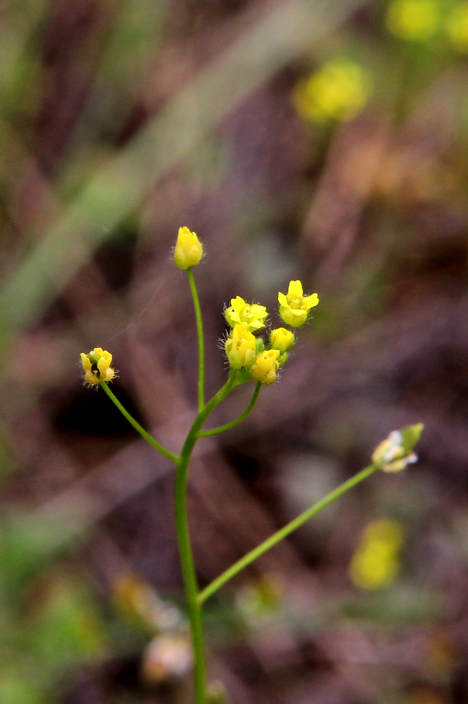 Изображение особи Draba nemorosa.
