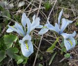 Iridodictyum × catharinae