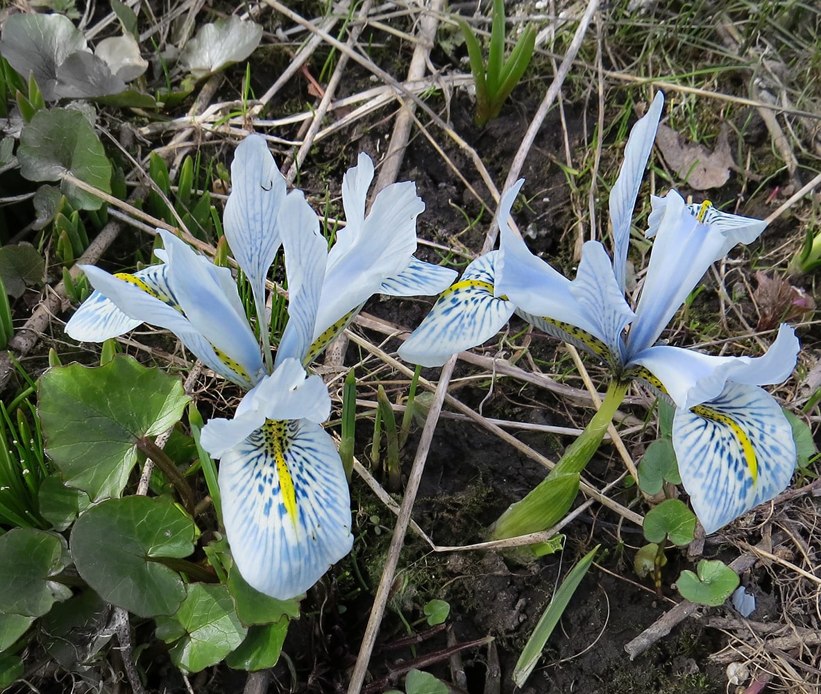 Image of Iridodictyum &times; catharinae specimen.