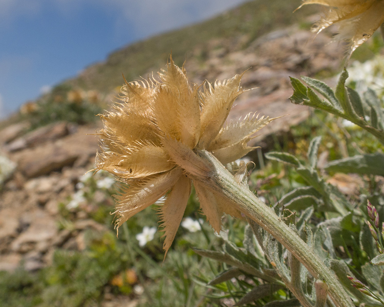 Изображение особи Psephellus caucasicus.