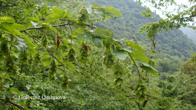 Изображение особи Carpinus orientalis.