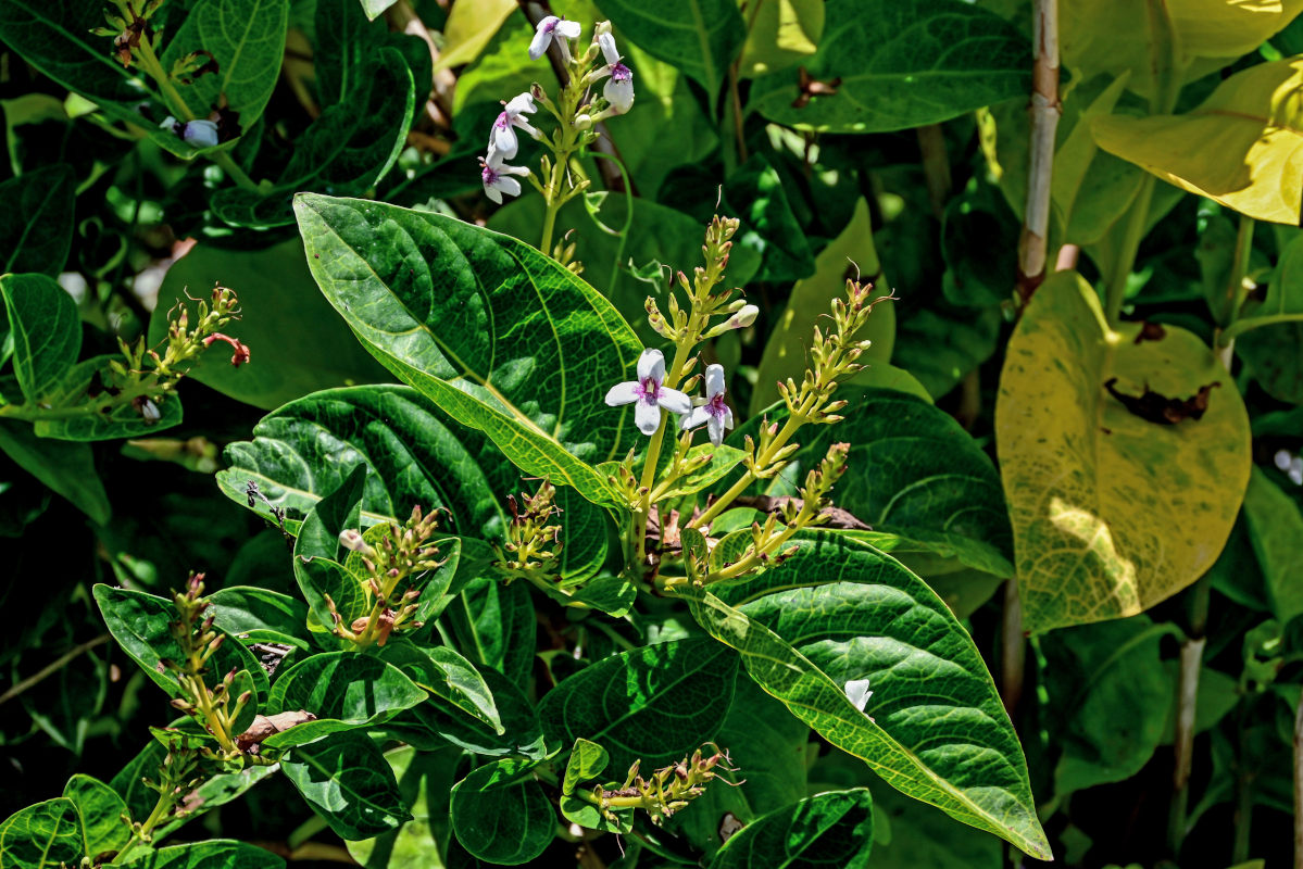 Изображение особи Pseuderanthemum carruthersii.