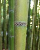 Phyllostachys sulphurea. Узел стебля. Абхазия, г. Сухум, Ботанический сад. 13.08.2024.