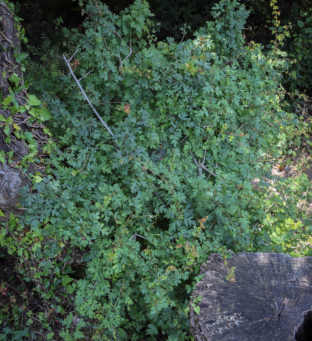 Image of Crataegus microphylla specimen.