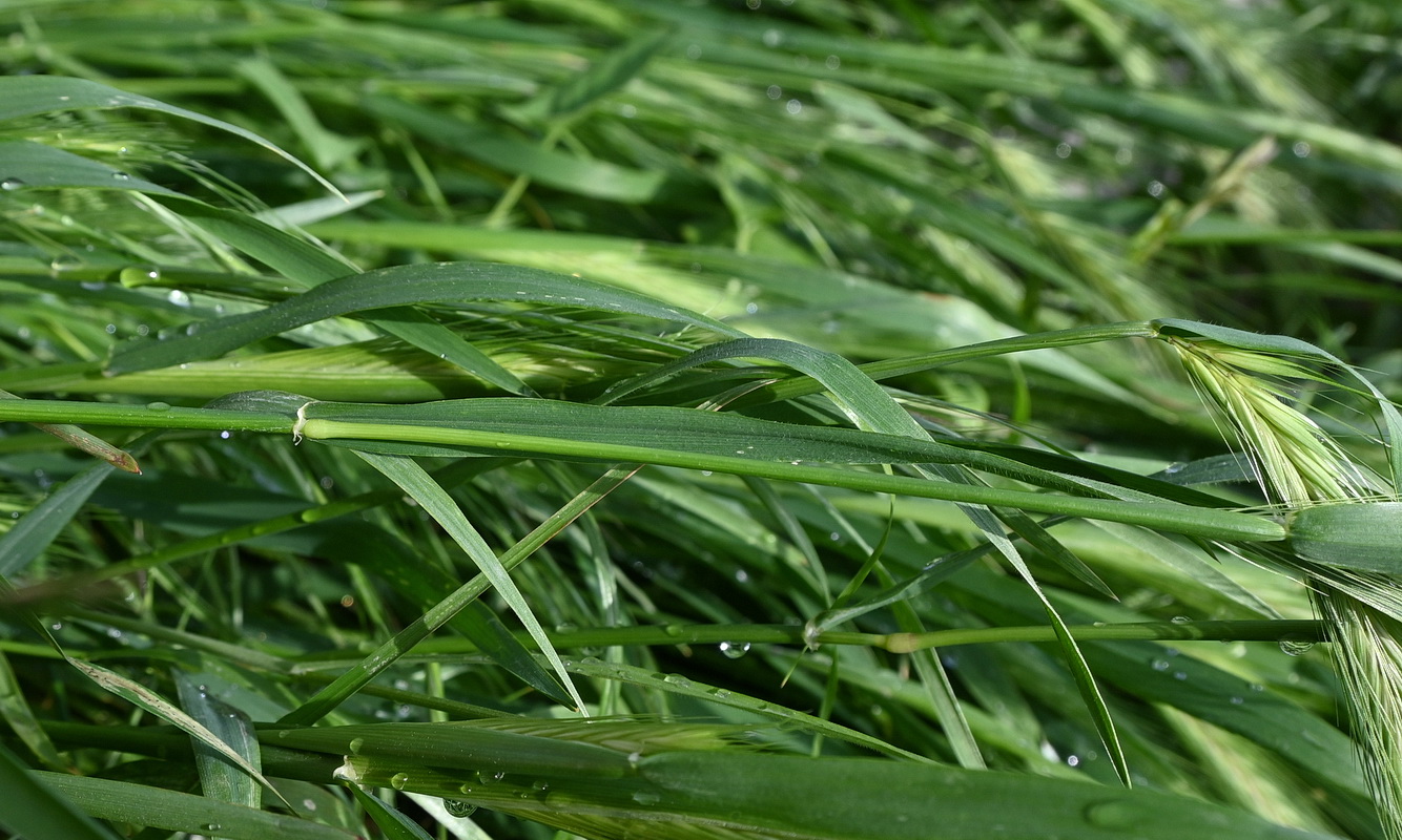 Image of Hordeum leporinum specimen.