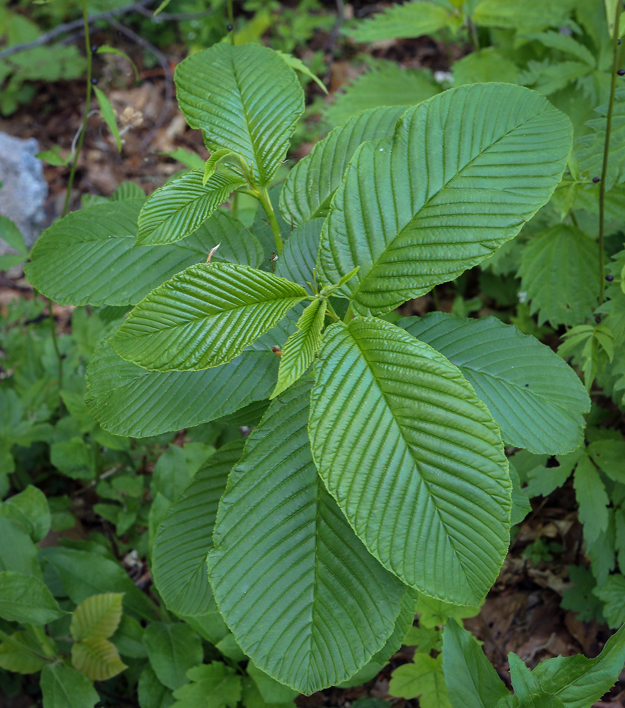Image of Rhamnus imeretina specimen.