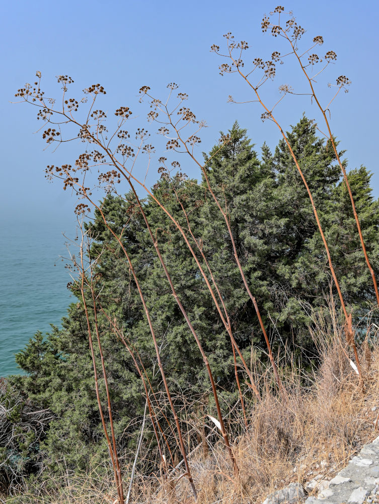 Изображение особи Ferula communis.