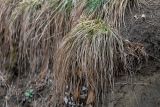 genus Carex. Цветущие растения. Ставропольский край, Кисловодск, Курортный парк средний, травянистый склон вдоль тропы. 31.03.2026.