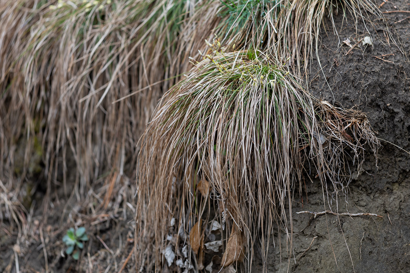 Image of genus Carex specimen.